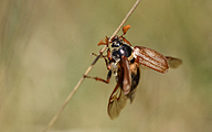 01 Common Cockchafer or Maybug (Melolontha melolontha)